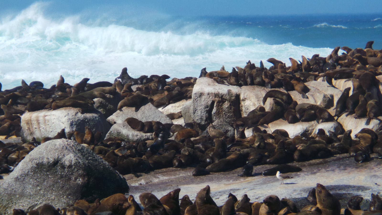 Seal Watching39